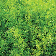 Load image into Gallery viewer, 1 Gallon Asparagus Springerii 'Asparagus Fern'
