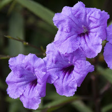 Load image into Gallery viewer, 1 Gallon Ruellia Brittoniana Mexican Petunia