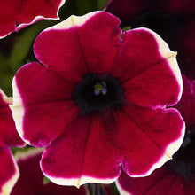 Load image into Gallery viewer, Petunia Burgundy