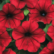 Load image into Gallery viewer, Petunia Red