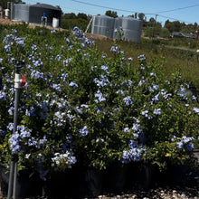 Load image into Gallery viewer, Super Nice Unbelievable Sized Portulaca