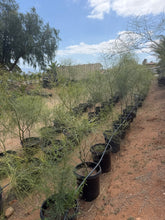 Load image into Gallery viewer, Palo Verde Tree