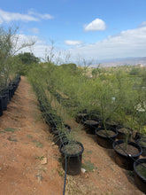 Load image into Gallery viewer, Palo Verde Tree