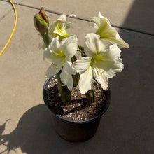 Load image into Gallery viewer, Amaryllis Striped Barbados Lily
