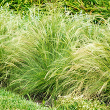 Load image into Gallery viewer, 5 Gallon Nassela Tenuissima / Stipa 'Mexican Feather Grass'