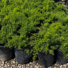 Load image into Gallery viewer, 5 Gallon Asparagus Ferns