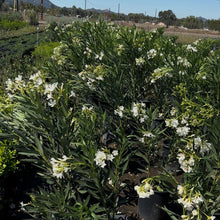 Load image into Gallery viewer, Full Sized Oleander White