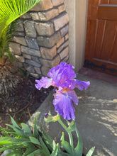 Load image into Gallery viewer, Bearded Iris 5 Gallon