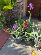 Load image into Gallery viewer, Bearded Iris 5 Gallon