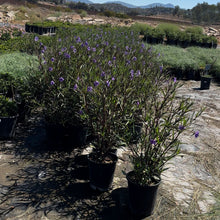 Load image into Gallery viewer, Mexican Petunias