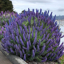 Load image into Gallery viewer, Pride of Madeira