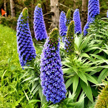 Load image into Gallery viewer, Pride of Madeira