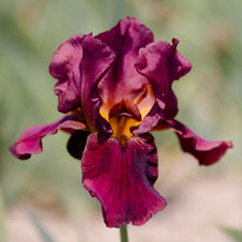 Load image into Gallery viewer, Bearded Iris