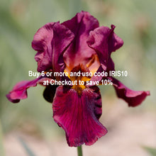 Load image into Gallery viewer, Bearded Iris 5 Gallon