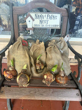 Load image into Gallery viewer, Amaryllis Bulbs ONLY 5 left!