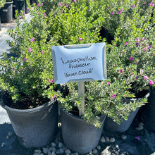 Load image into Gallery viewer, Green Cloud 5 Gallons