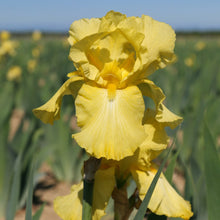 Load image into Gallery viewer, Bearded Iris