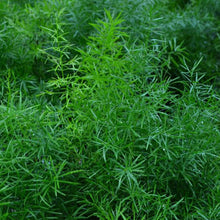 Load image into Gallery viewer, Hb Asparagus Springerii 'Asparagus Fern'