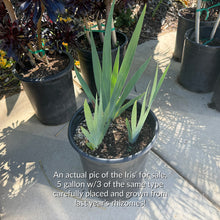 Load image into Gallery viewer, Bearded Iris 5 Gallon