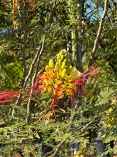 Load image into Gallery viewer, Mexican Bird of Paradise