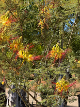 Load image into Gallery viewer, Mexican Bird of Paradise