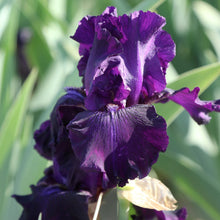 Load image into Gallery viewer, Bearded Iris