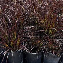 Load image into Gallery viewer, Purple Fountain Grass 5 Gallon