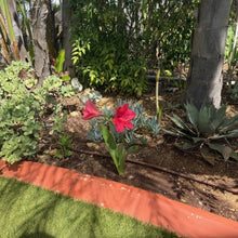 Load image into Gallery viewer, Amaryllis Striped Barbados Lily