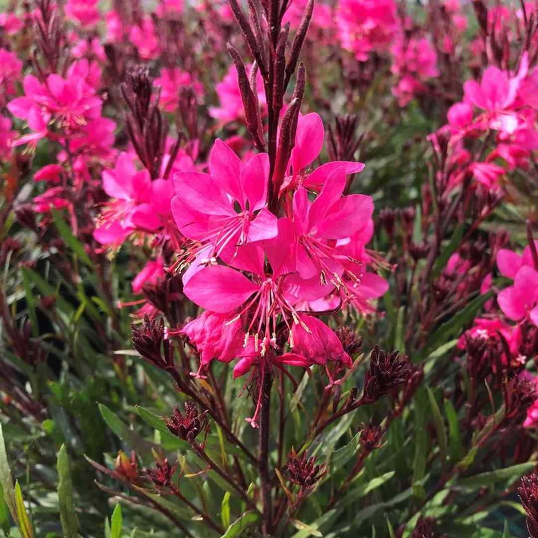 1 Gallon Gaura Pink – Paradise Palms and Plants