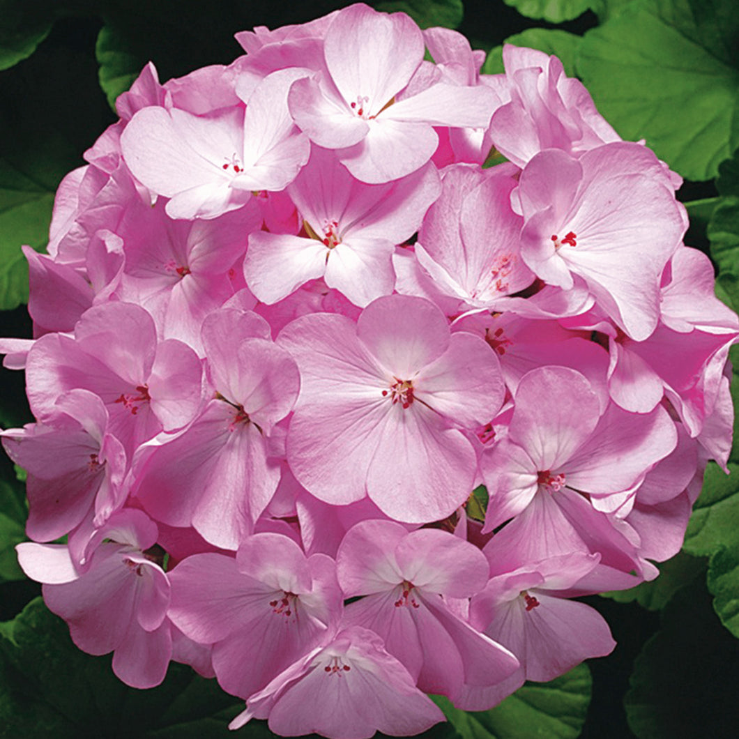 1 Gallon Geraniums Ringo 2000 Pink – Paradise Palms and Plants