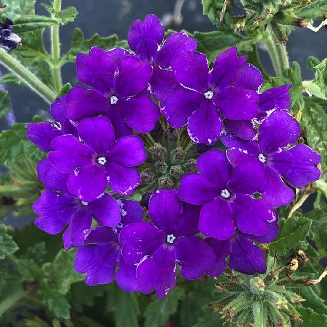 1 Gallon Geranium Calliope Violet – Paradise Palms and Plants