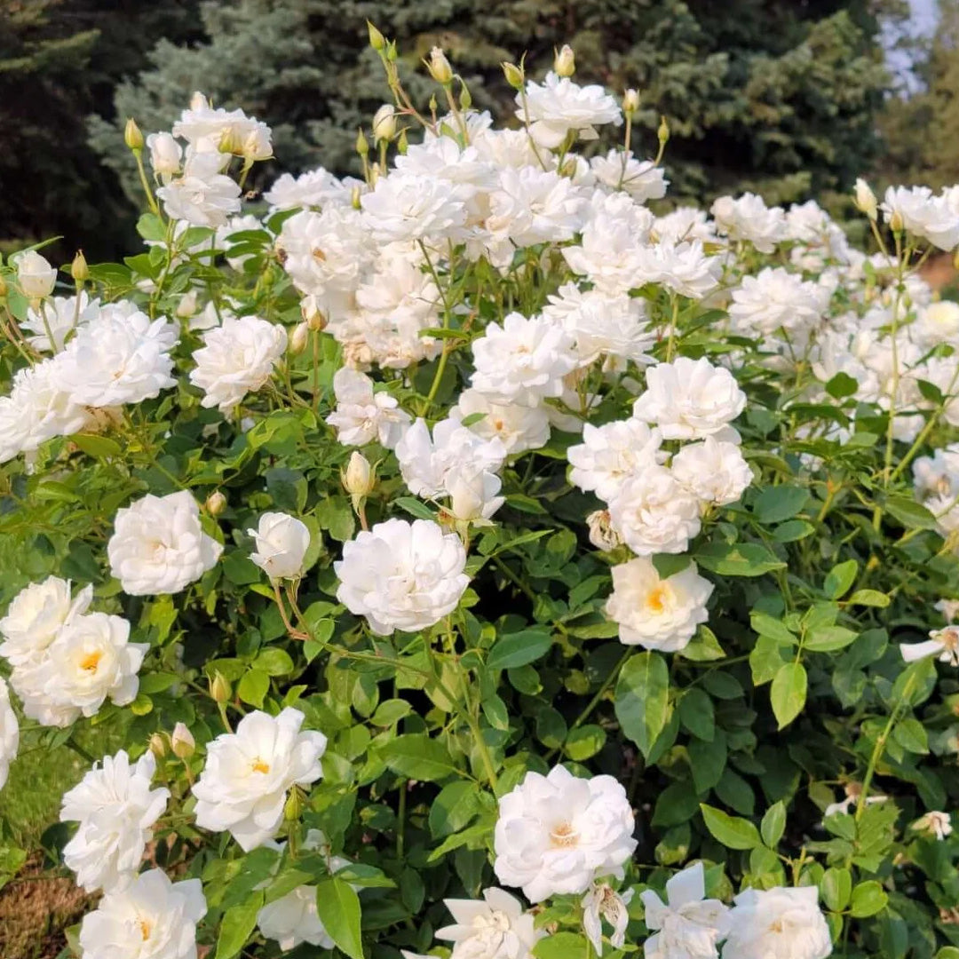 15 Gallon Rose Iceberg Rose White – Paradise Palms and Plants