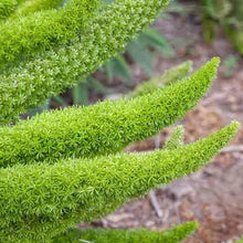 Load image into Gallery viewer, Asparagus Springerii 'Asparagus Fern'
