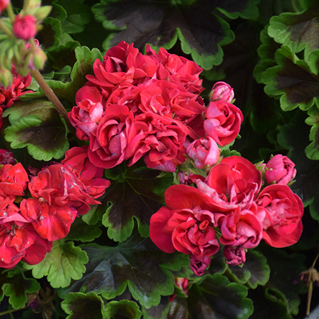 Geranium Brocade Cherry Night – Paradise Palms and Plants