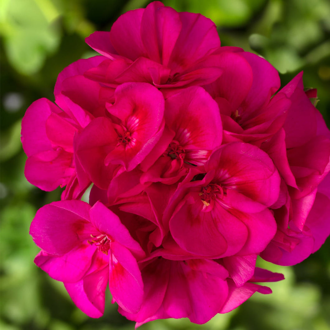 Geranium Geraniums Calliope Rose – Paradise Palms and Plants