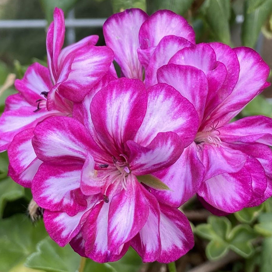 Geranium Ivy Burgundy Bi-Color – Paradise Palms and Plants