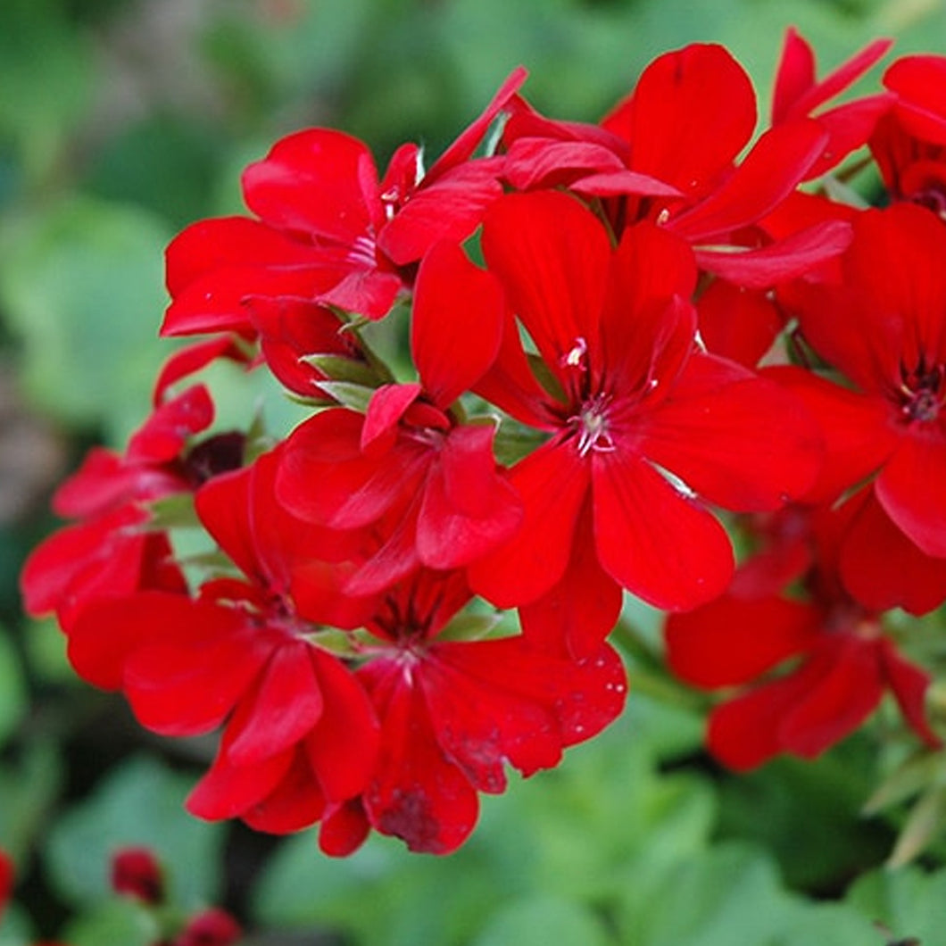 Red Ivy Color Geranium Ivy Red – Paradise Palms and Plants