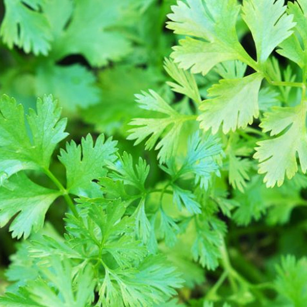 Herb Coriander / Cilantro – Paradise Palms and Plants
