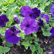 Load image into Gallery viewer, Petunia Midnight Blue
