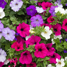 Load image into Gallery viewer, Petunia Mix
