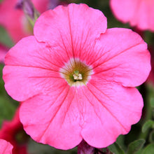 Load image into Gallery viewer, Petunia Pink
