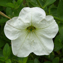 Load image into Gallery viewer, Petunia White
