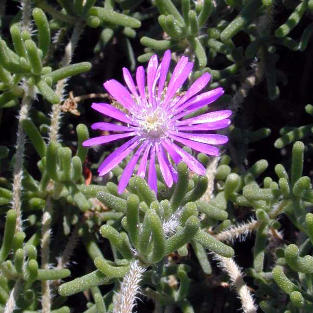 3 Gallon Drosanthemum Hispidum - Desert Ice – Paradise Palms and Plants
