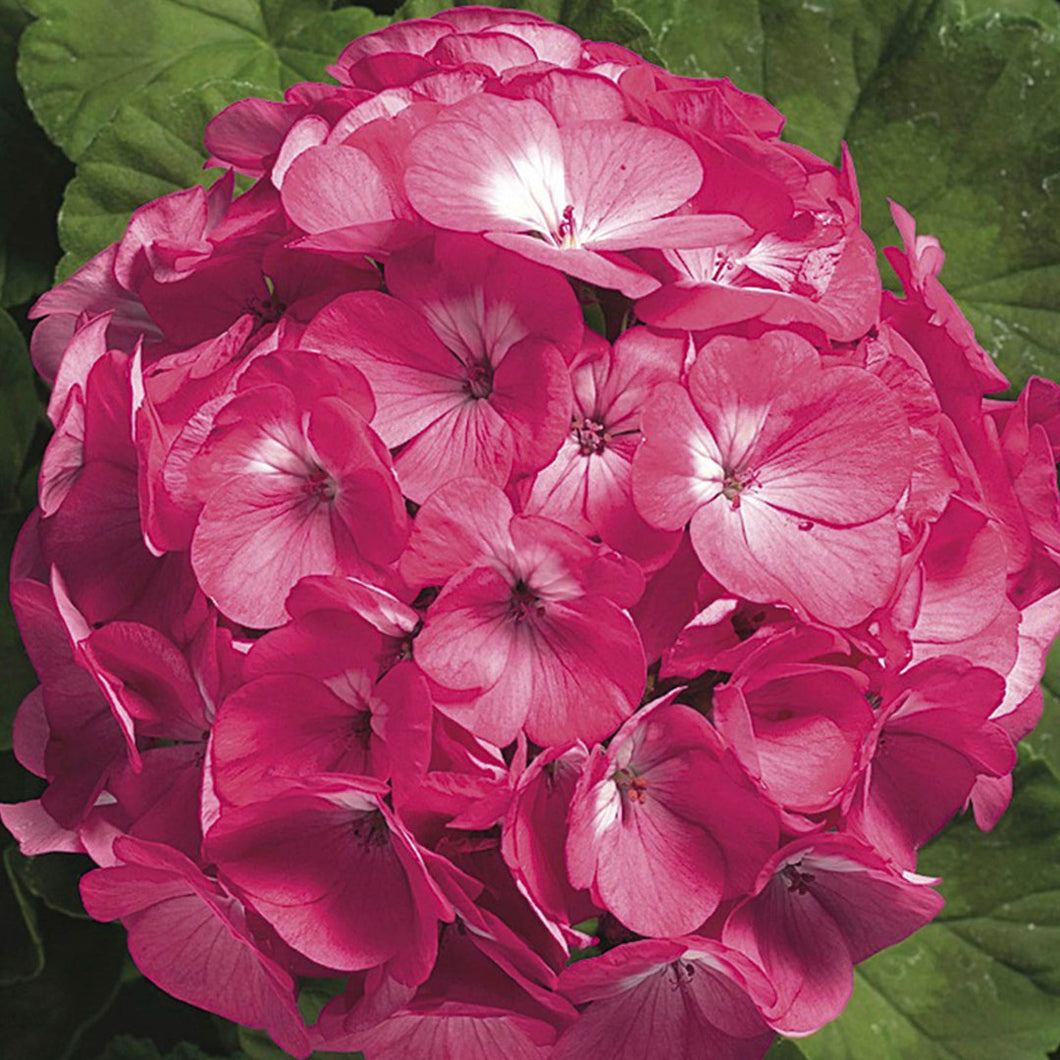 3 Gallon Geranium Ringo 2000 Mix – Paradise Palms and Plants