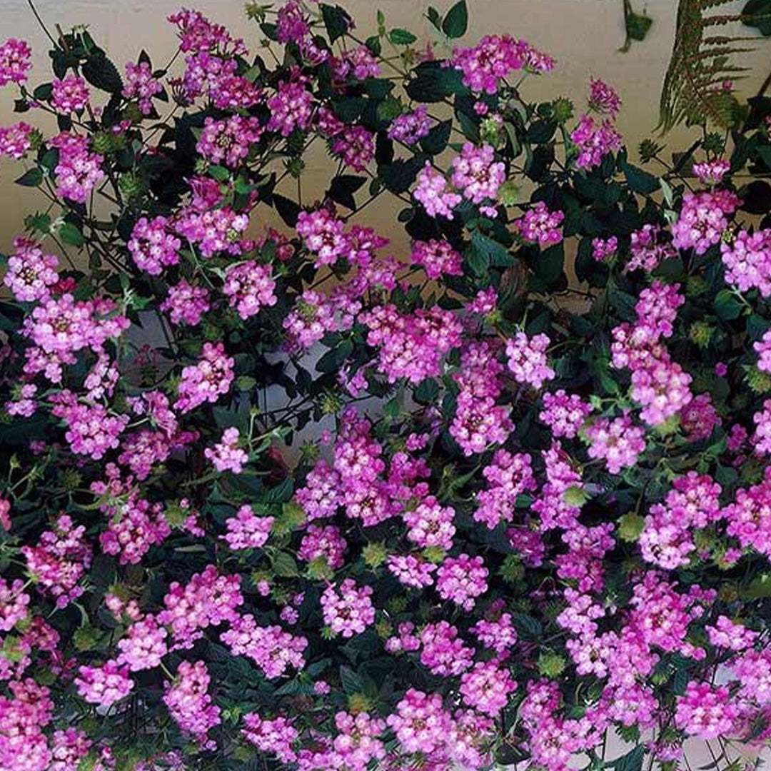 3 Gallon Lantana Shabam – Paradise Palms and Plants