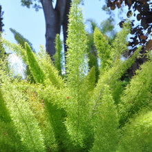 Load image into Gallery viewer, 5 Gallon Asparagus Myerii Foxtail Fern

