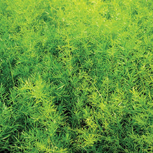 Load image into Gallery viewer, 5 Gallon Asparagus Springerii Asparagus Fern
