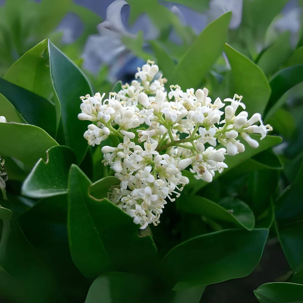 5 Gallon Ligustrum Japanicum Glossy Privit – Paradise Palms and Plants