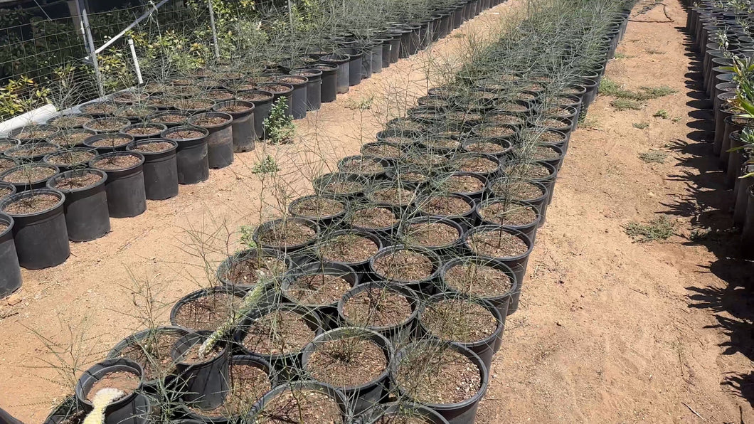 Palo Verde Trees