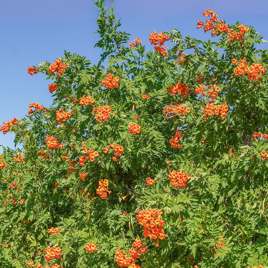 5 Gallon Tecoma Stans Orange Jubilee – Paradise Palms and Plants